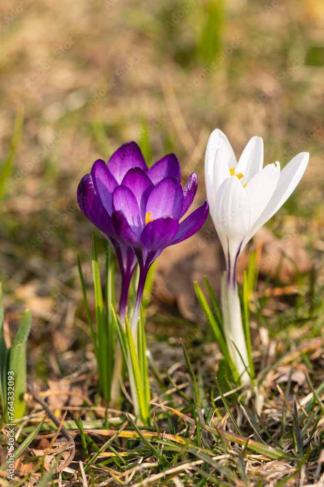 Purple and white crocus flowers in the grass Purple and white crocus flowers in the grass