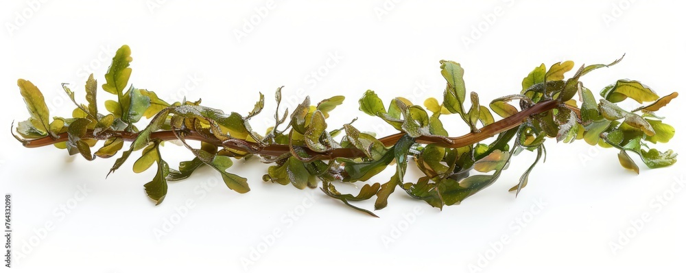 Algae on a white background isolated. Algae on a white background isolated.