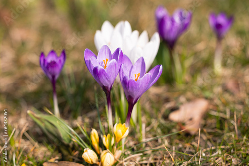 Purple crocus flowers in spring