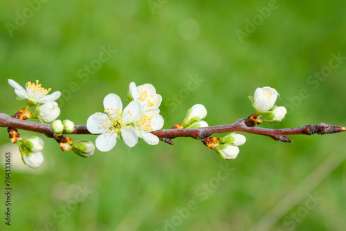 a blooming bird cherry branch on the green background close-up photo