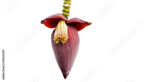 hanging banana flower on transparent background, cut out, png banana flower