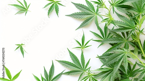 Cannabis sativa plants frame on white background. Marijuana leaves and buds border, top view, copy space. Horticultural industry