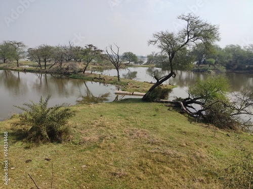 La d  couverte du parc national de Keoladeo Ghana  zone foresti  re exposant la faune et la flore indienne  fleuve avec mousse v  g  tale sur la surface  en plein jour  sableux et branches d arbres 