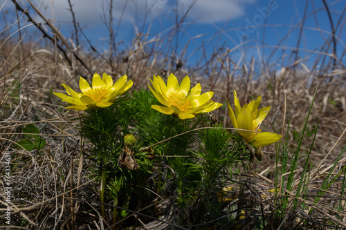 Blooming spring peasant's eye (Adonis vernalis) from Kurdejov, Czech Republic photo