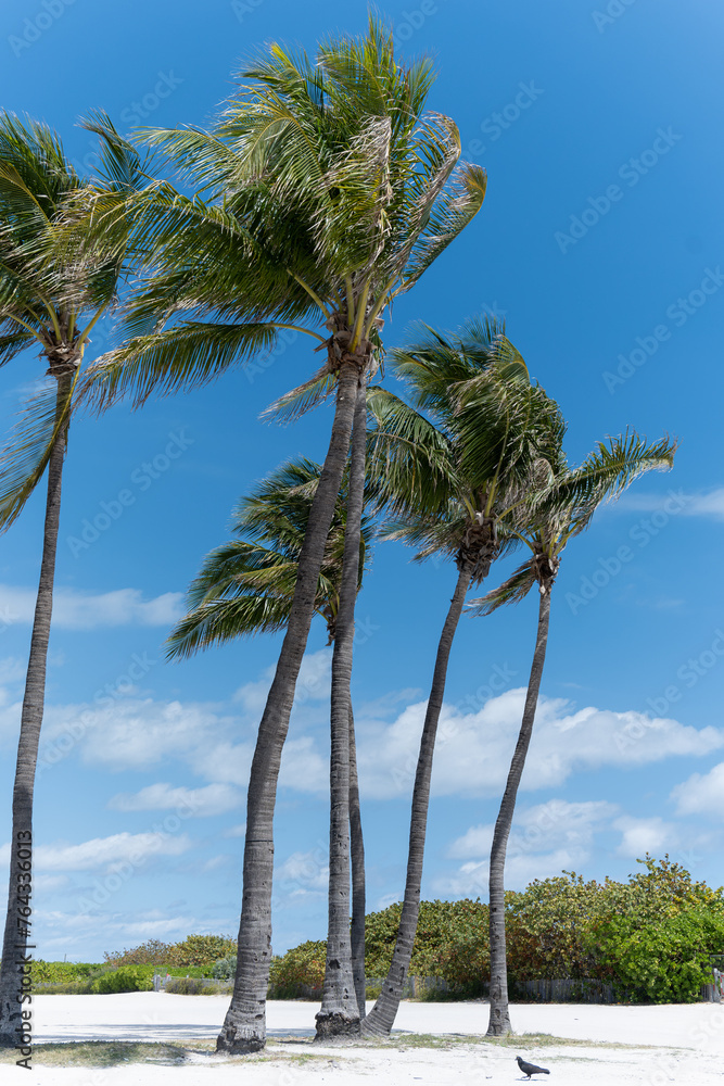 Obraz premium Palm tree on a windy beach