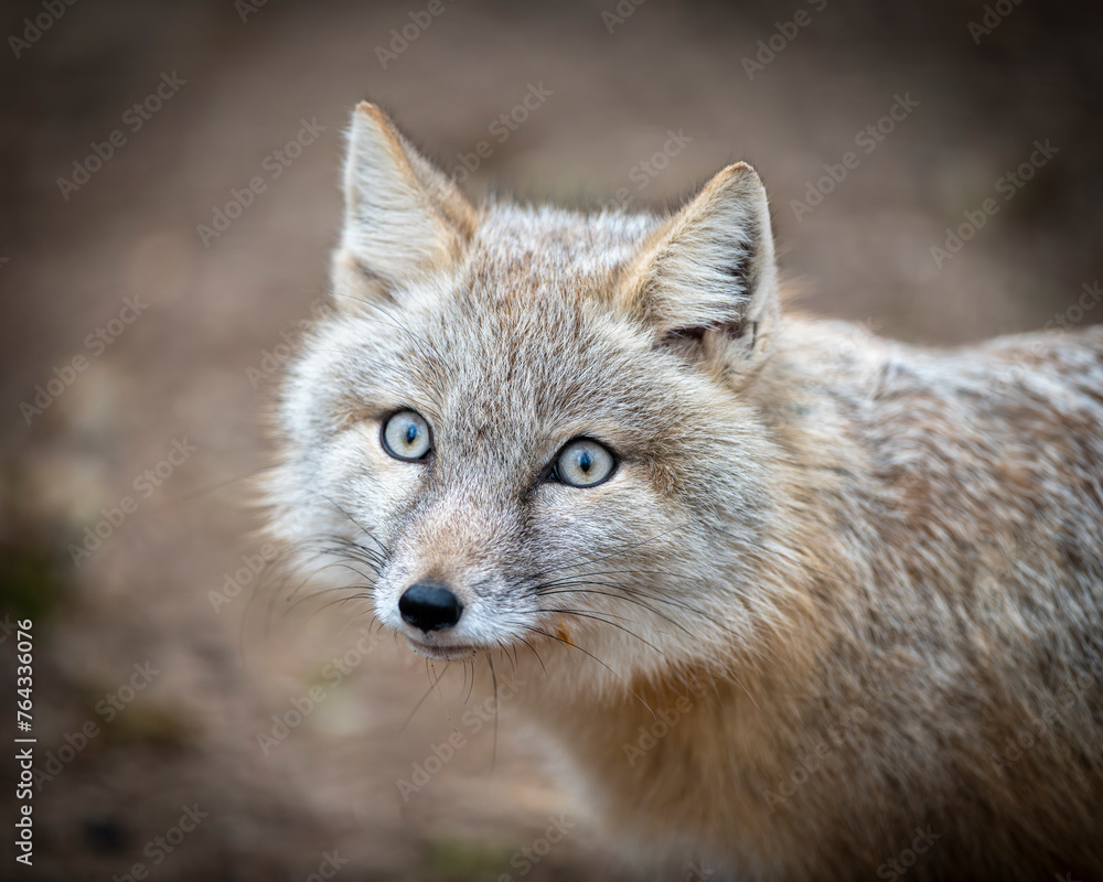 Steppenfuchs, Korsak, Vulpes corsac, Corsax Fox