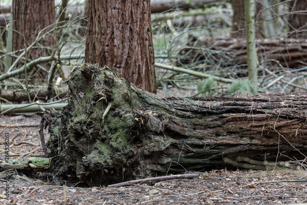 Baumstämme im Wald Baumstämme im Wald