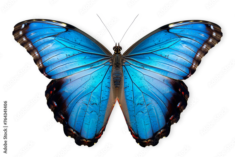 Naklejka premium Beautiful Blue Morpho butterfly isolated on a white background with clipping path