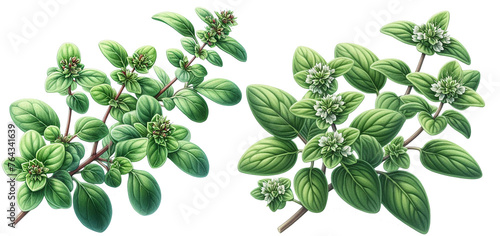 Peppermint set. Mint with leaves. Green floral elements isolated. 