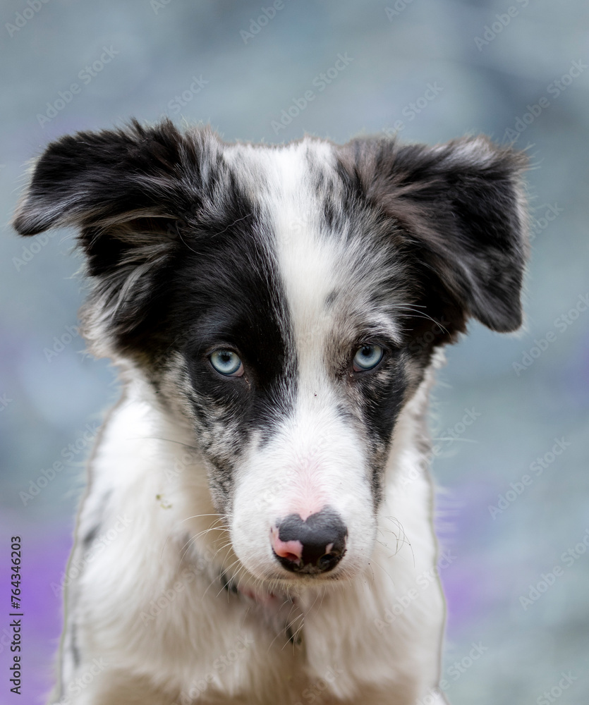 portret psa border collie blue merle uszy oczy