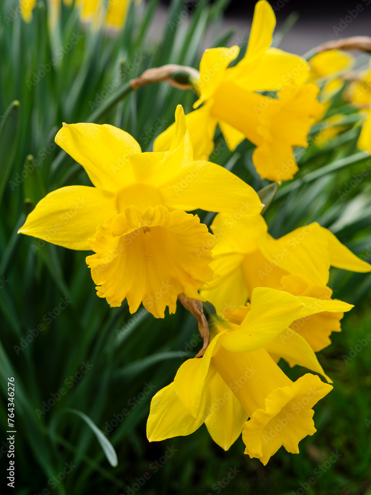 Springtime Blooming Daffodils in a Garden