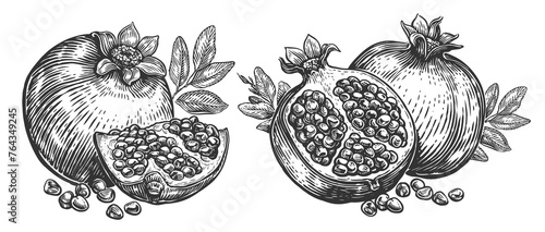 Pomegranate fruit isolated. Hand drawn sketch illustration