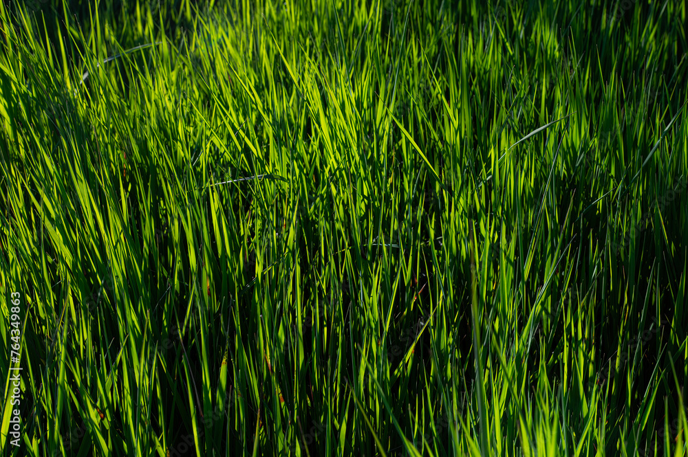 Green grass texture background at the edge of the wetland. Green grass texture background at the edge of the wetland.