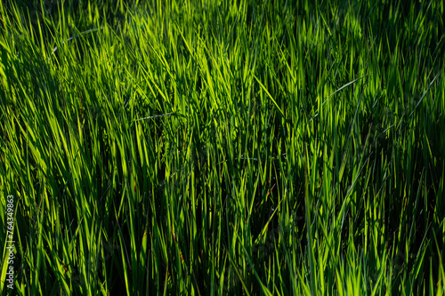 Green grass texture background at the edge of the wetland.