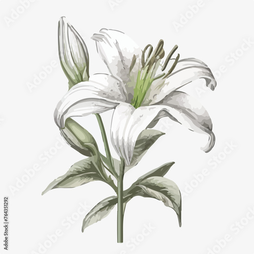 Single hand drawn white lily flower with stem and l