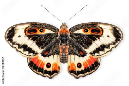 Beautiful Cramer Eighty-eight (Diaethria clymena) butterfly isolated on a white background with clipping path photo