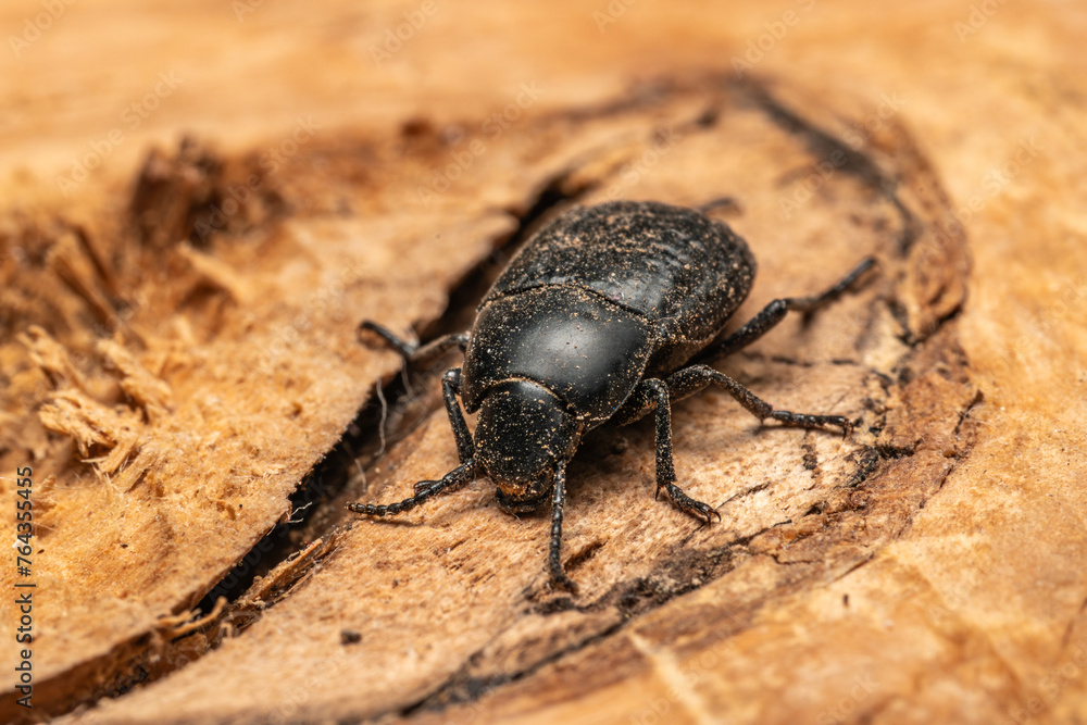 Black beetle on olive wood. Its scientific name is pimelia granulicollis Black beetle on olive wood. Its scientific name is pimelia granulicollis