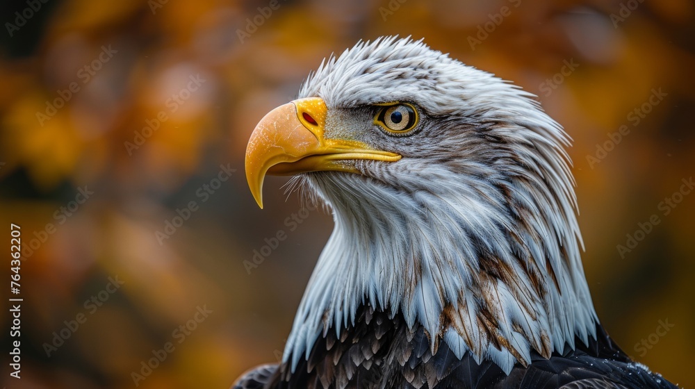 Fototapeta premium Detailed close-up of a bald eagle, showcasing its sharp gaze against a blurred autumn backdrop