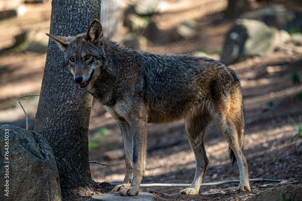 red wolf in the forest