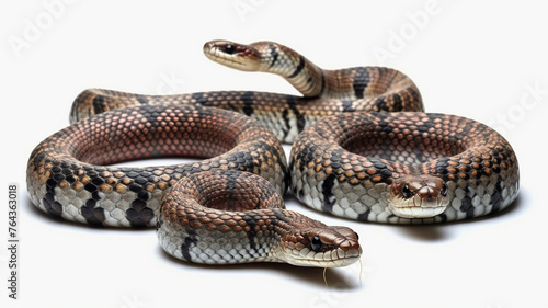 Snake on White Background