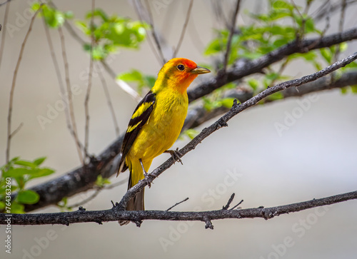 Male Western Tanager in a spring time Colorado forest.