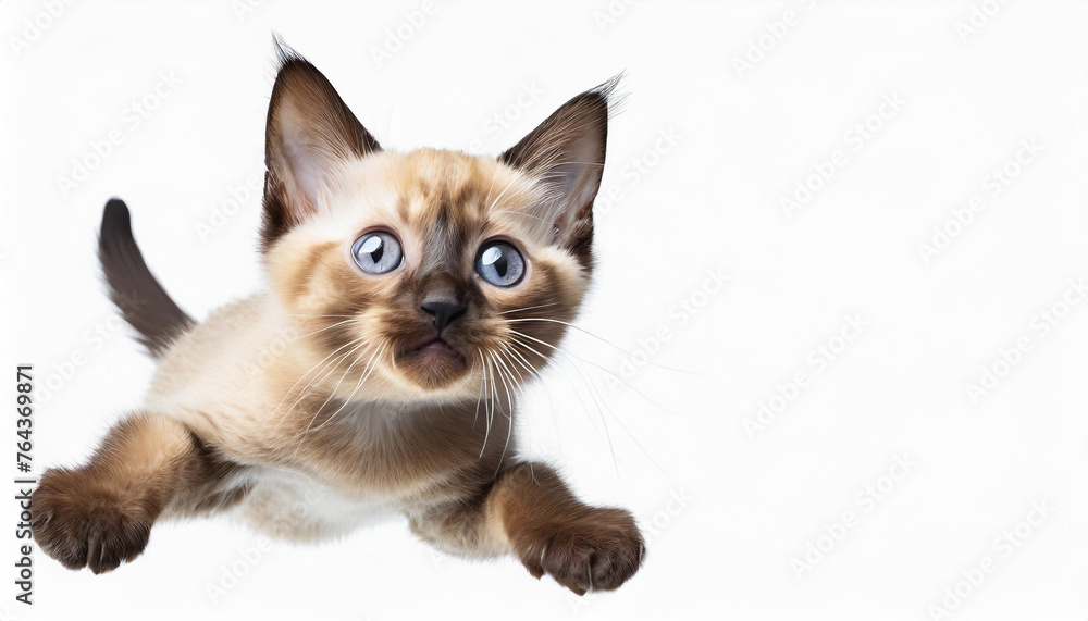 Playful Kitten: Adorable Sable Burmese Kitty (Left Side). Isolated on White Background. Concept of Motion, Action, Playtime. Curious Cat, Climbing, Jumping. Feline Friend, Pet Cat