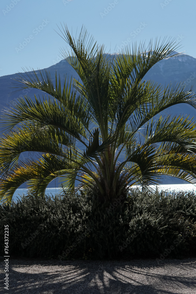 A date palm tree in front of the sea, snowcapped mountains in the background