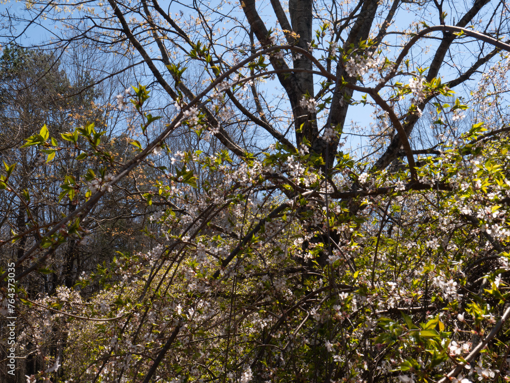 Wild Cherry Tree with Blossoms Wild Cherry Tree with Blossoms