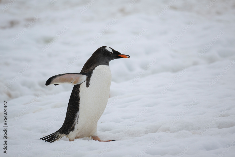 Fototapeta premium Gentoo penguin walking across glacier in Antarctica