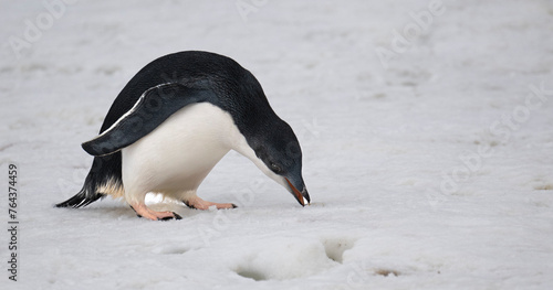 Adele penguin foraging on glacier in Antarctica