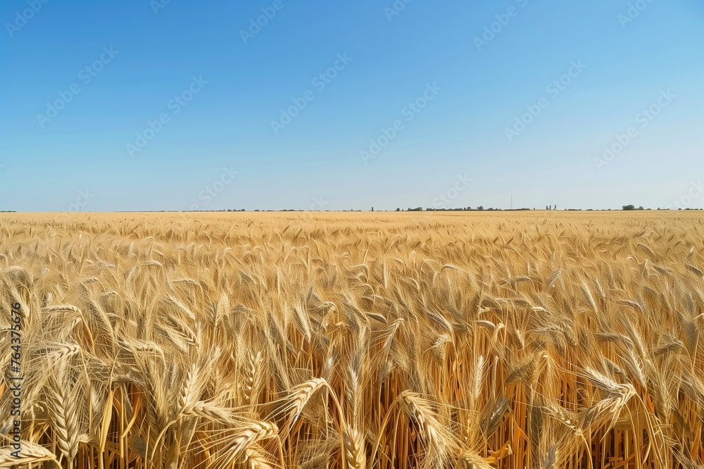 Sustainable Growth: A Vast Wheat Field Under a Clear Blue Sky on Earth Day, Showcasing Eco-Friendly Farming Practices. with copy space for text