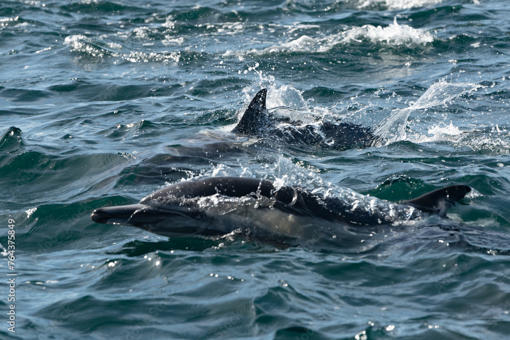 Naklejka premium Pod of common dolphins in the Pacific Ocean