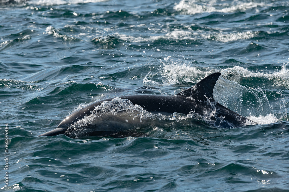 Fototapeta premium Pod of common dolphins in the Pacific Ocean 