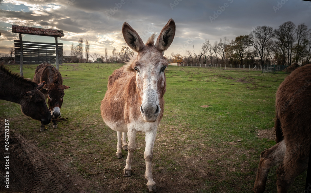 Selective blur on mules and donkeys walking together in a pasture with a cloudy grey sky in Zasavica, Serbia. A mule is a hybrid of a donkey and a horse. Selective blur on mules and donkeys walking together in a pasture with a cloudy grey sky in Zasavica, Serbia. A mule is a hybrid of a donkey and a horse.