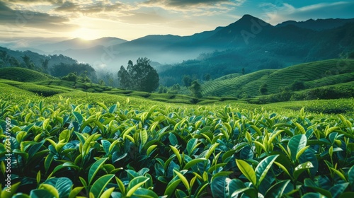 tea fields nestled against mountain backdrop, green tea leaves sway, Ai Generated.