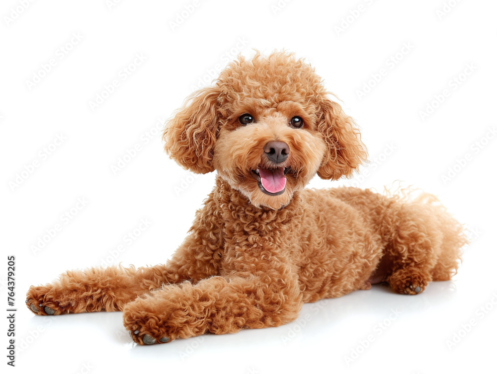 Cute toy poodle laying down on white floor isolated on white studio background. full length shot. Cute toy poodle laying down on white floor isolated on white studio background. full length shot.