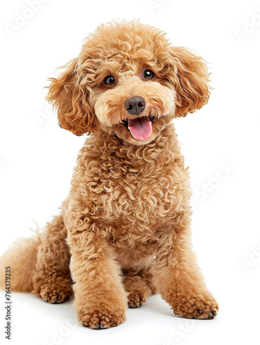 Cute toy poodle sitting on white floor isolated on white studio background. full length shot. © thebaikers