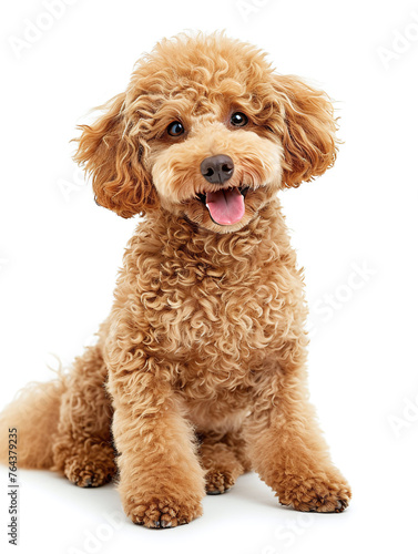 Cute toy poodle sitting on white floor isolated on white studio background. full length shot.