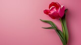 Soft pink tulip on a serene pink background, epitomizing tranquility and softness, suitable for spa environments or contemporary graphic design
