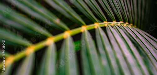 Tropical palm vine leaves isolated plant in rain forest