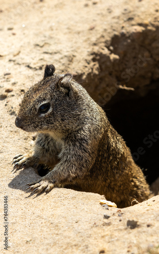 Squirrel Coming Out Of Hole In Ground