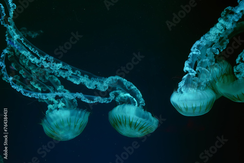 Group of Jellifish South american sea nettle, Chrysaora plocamia swimming in dark water of aquarium tank with green neon light. Aquatic organism, animal, undersea life, biodiversity photo