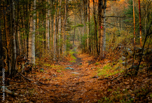 Path in the woods with a colorful fall landscape © Cheryl