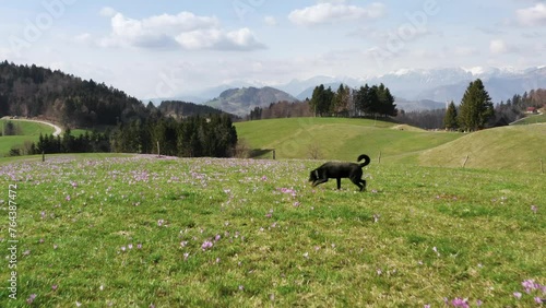 Dynamic landscape of a green field blanketed with purple saffrons fields, wildflowers, capturing the joyful sprint of a black dog, with the drama of the mountainous backdrop under a sunny sky.