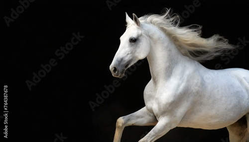 white horse on black © Green Crystal