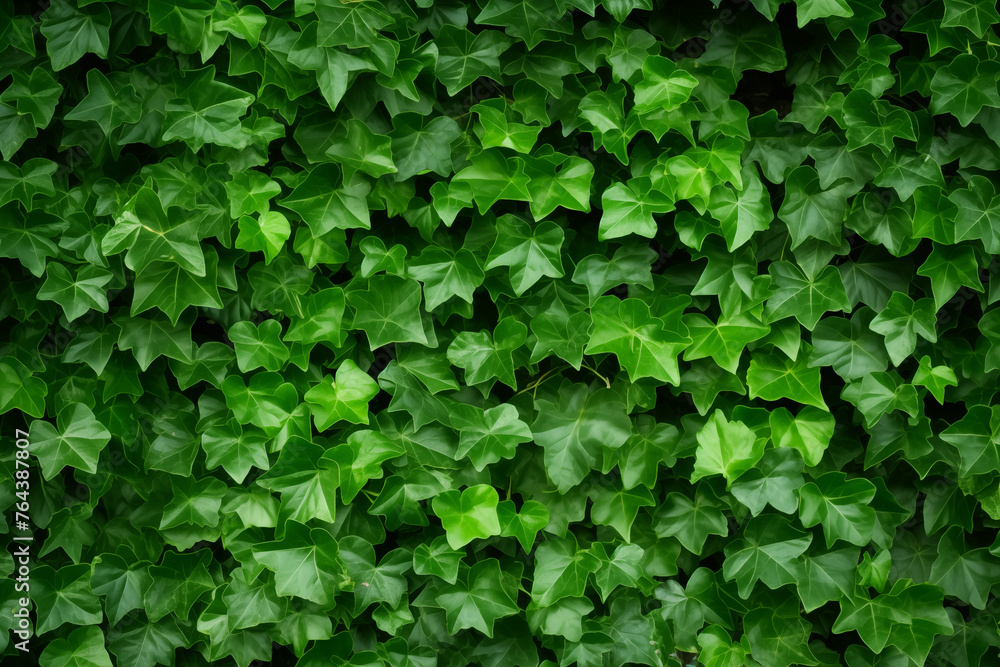 Ivy vines background texture Ivy vines background texture