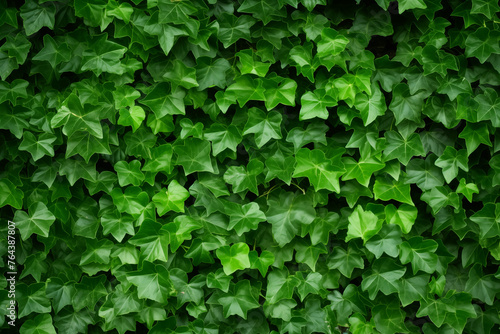 Ivy vines background texture