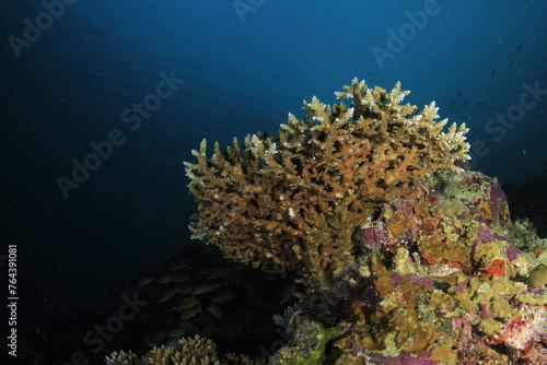 Fan-shaped hard coral on a blue oceanic background 