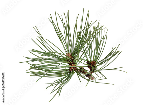 Fresh pine branch with long green needles isolated cutout on transparent photo