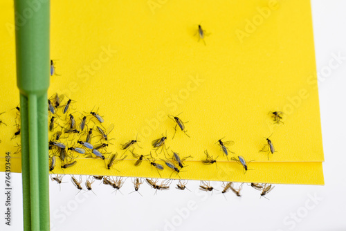 Yellow sticky paper with trapped fungus gnats closeup photo